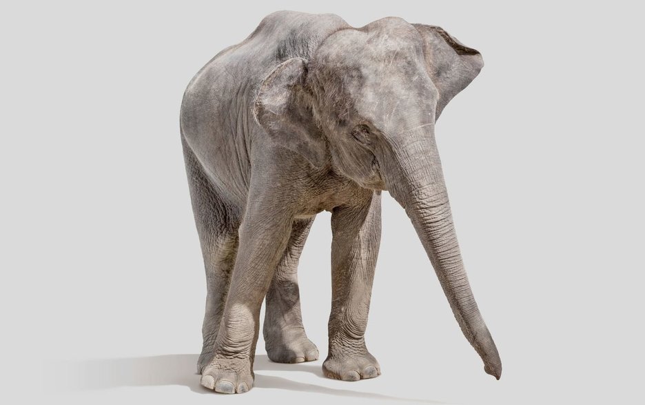 Das Bild zeigt einen Elefanten, der das Brummen eines Lkw täuschend echt nachahmen kann. Link zum Artikel.