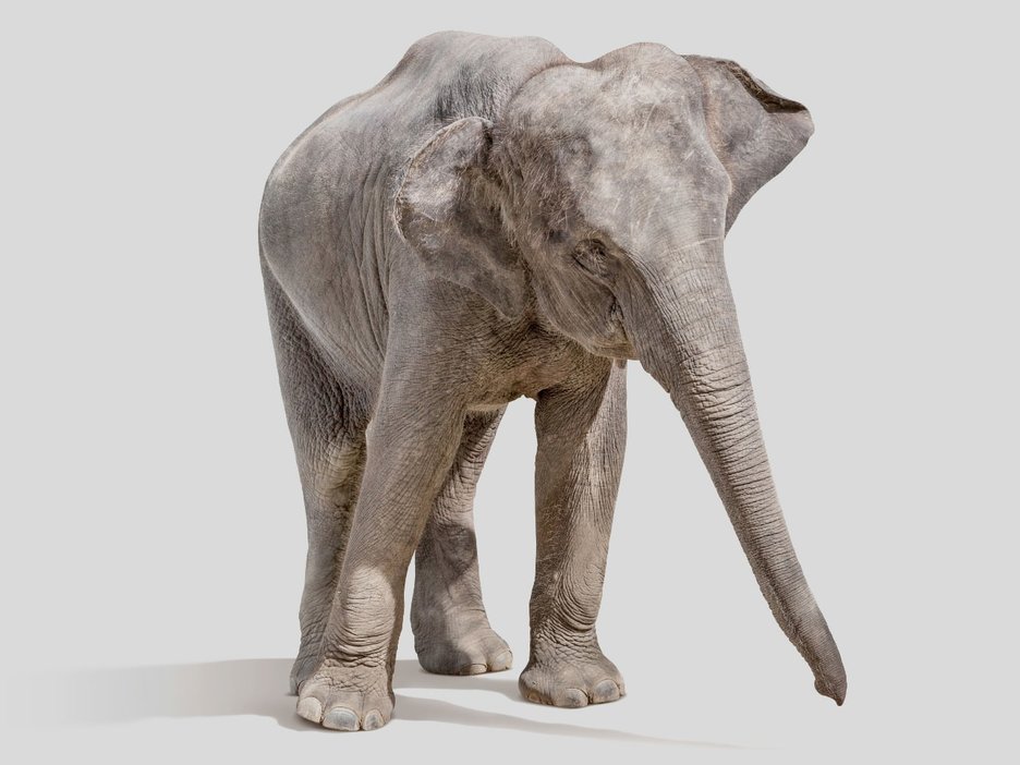 Das Bild zeigt einen Elefanten, der das Brummen eines Lkw täuschend echt nachahmen kann. Link zur vergrößerten Darstellung des Bildes.